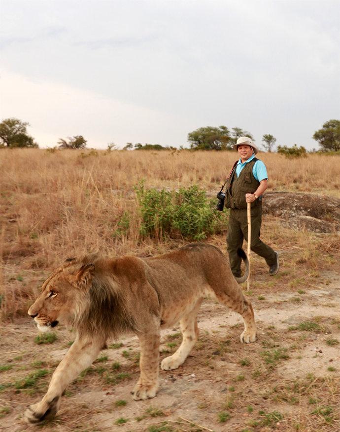 我在津巴布韦溜狮子