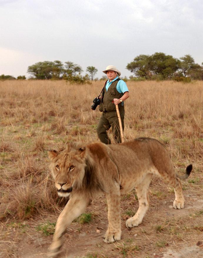 我在津巴布韦溜狮子