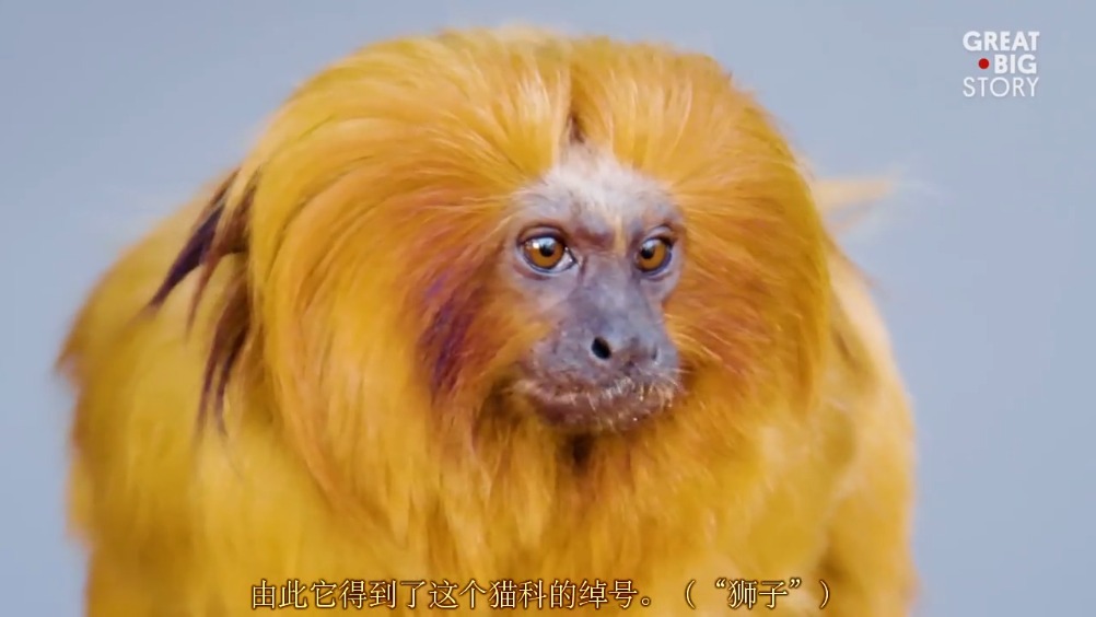 金狮面狨(golden lion tamarin)是巴西的国宝,这种金光.