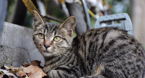 中国本土猫,你知道几个?
