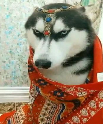 主人将二哈打扮成异域风情的美女,狗狗的表情让人笑喷!