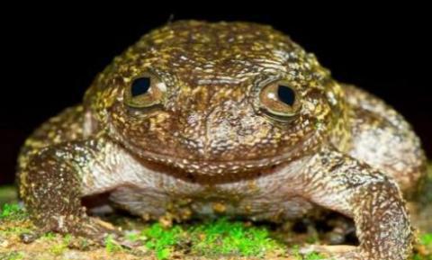 魔鬼蛙: 史前最恐怖的青蛙, 最喜欢捕食霸王龙, 证明大陆漂移说