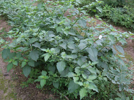 除掉的"野草"有很大的用处,可惜很少人知道|野草|用处|龙葵_新浪新闻