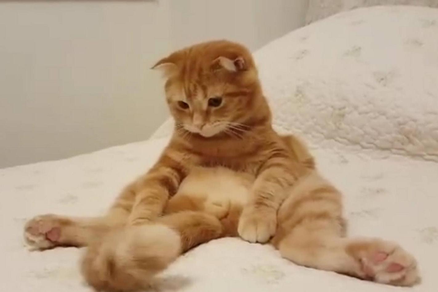 猫咪摇尾巴的意思和狗狗是一样的喵星人恰恰相反