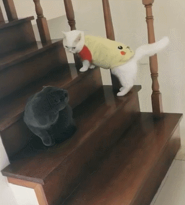 警惕的宠物白猫这不我们可怜的宠物小白猫非常可怜的非常忌惮的看着