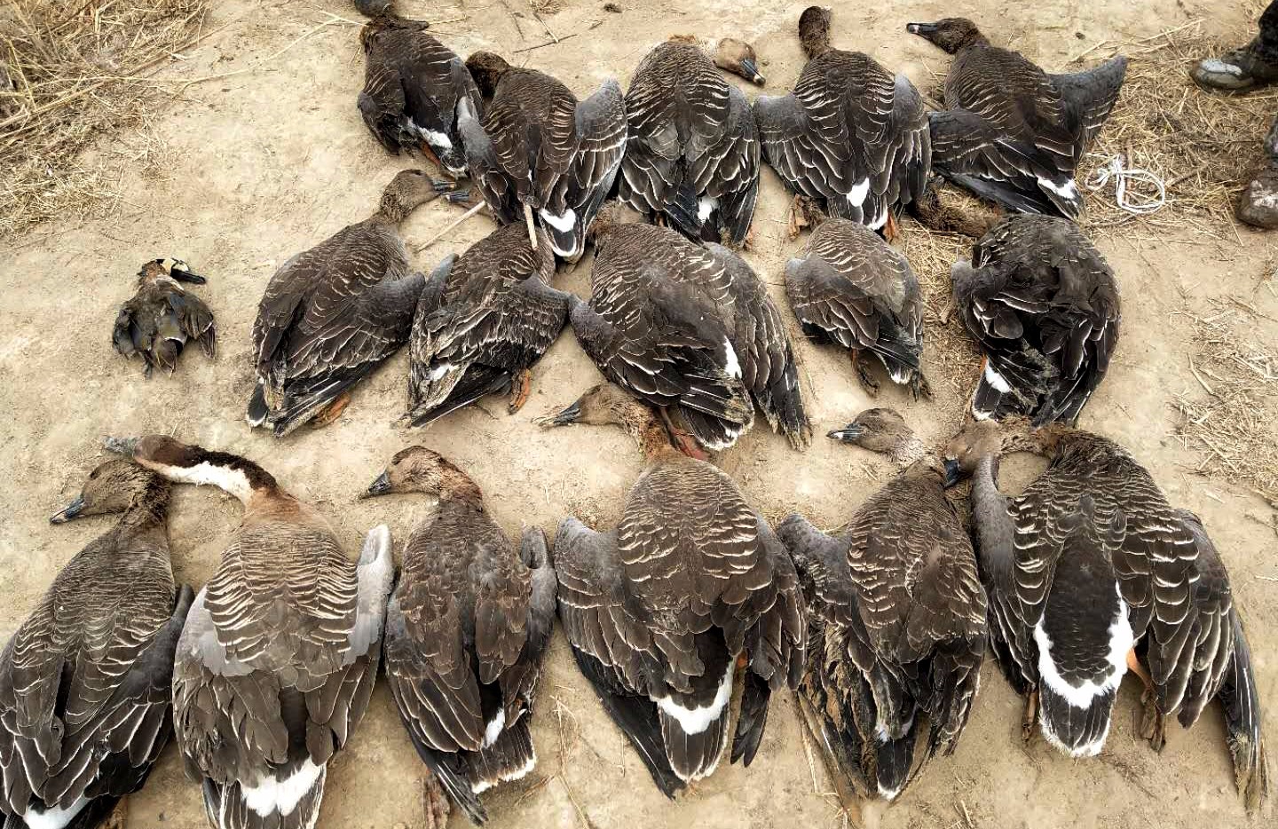 32只野生大雁集中死亡,十几辆"大吉普"集结寻凶_新浪看点