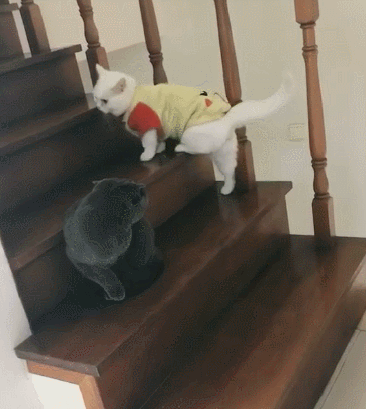 蓝猫:它有主人罩着,我不敢动,白猫:你动我试试