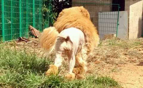 母藏獒被剃毛后,竟这么给主人长脸