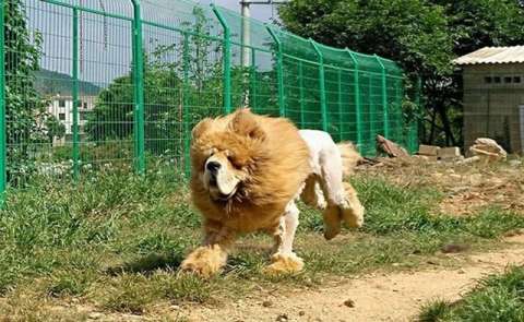 母藏獒被剃毛后,竟这么给主人长脸