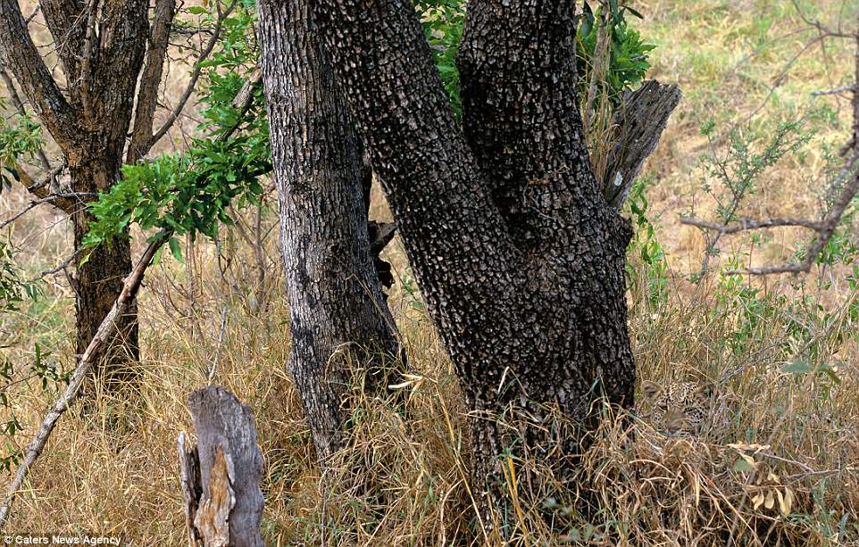 国外摄影师拍下动物界的"伪装大师",你能看穿哪几个?