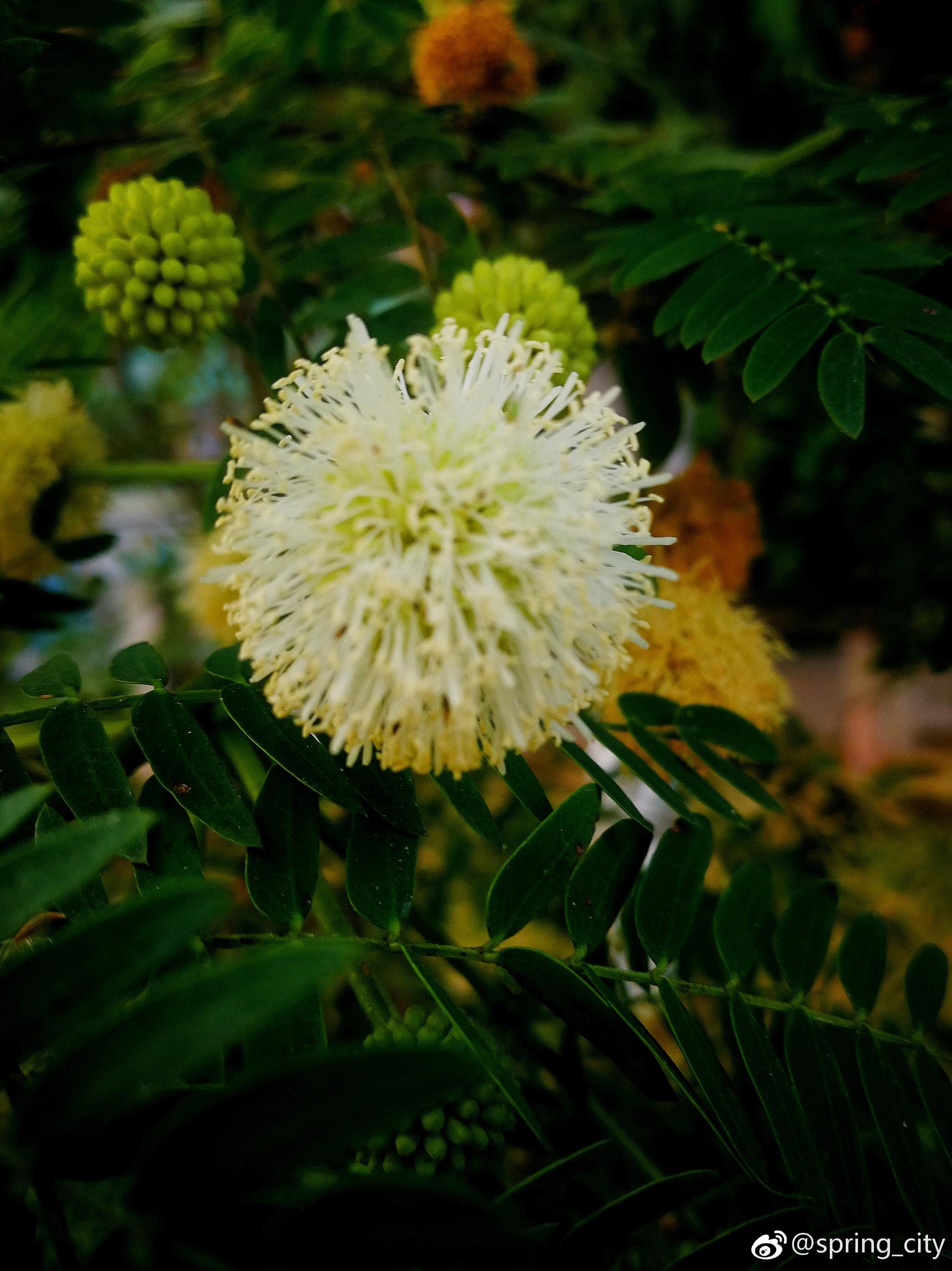 像高尔夫球绒毛绣球银合欢豆科合欢属灌木或小乔木