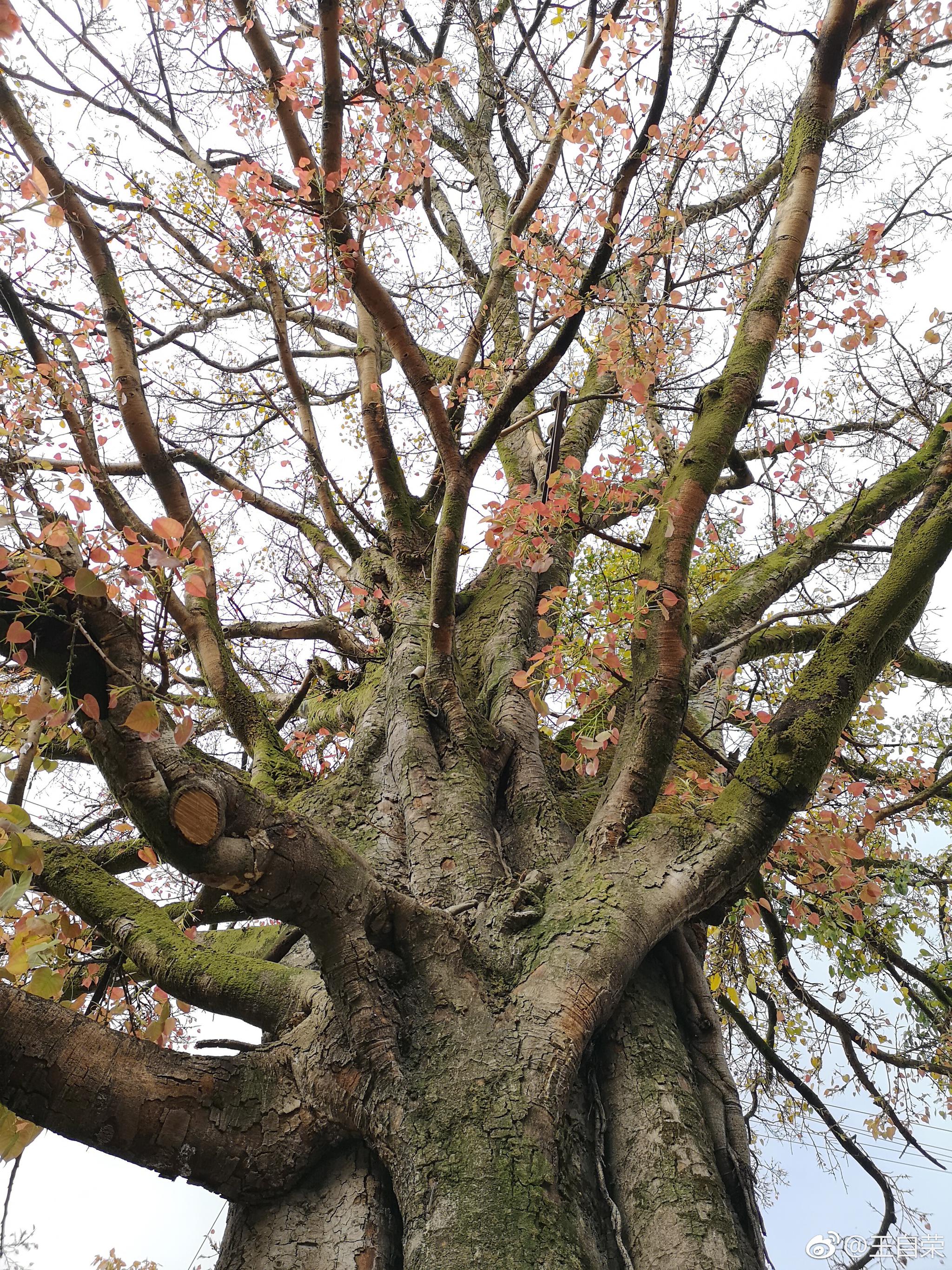 老临沧永远的记忆,电影院前的大青树(菩提树).