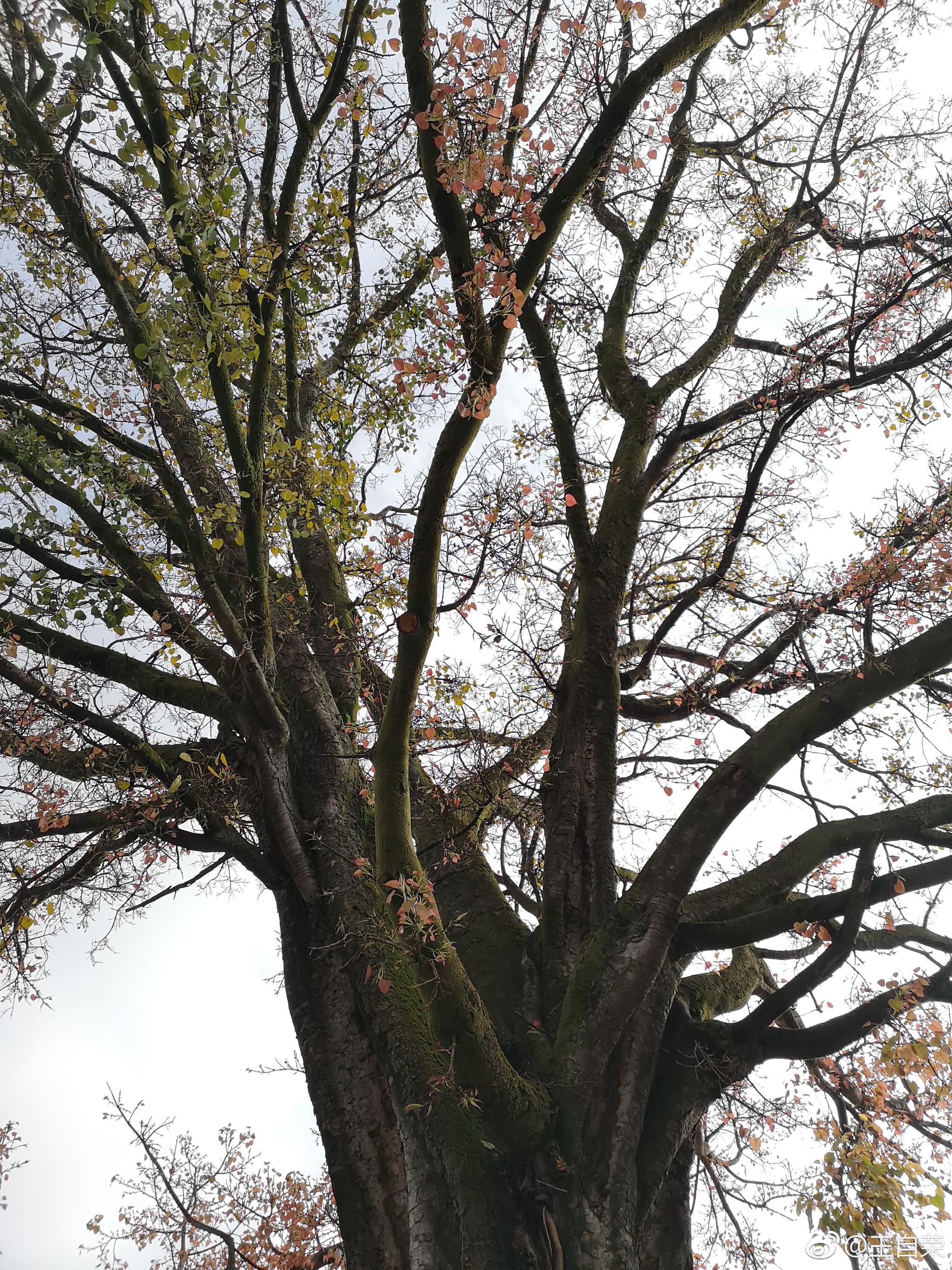 老临沧永远的记忆,电影院前的大青树(菩提树).