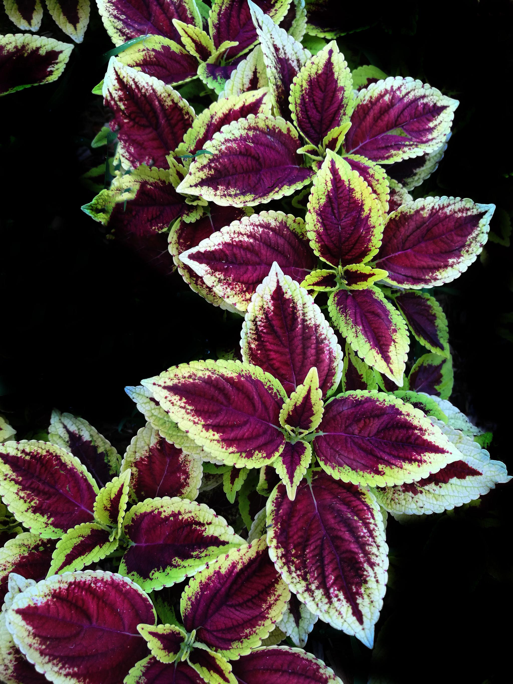 原创图集五彩苏