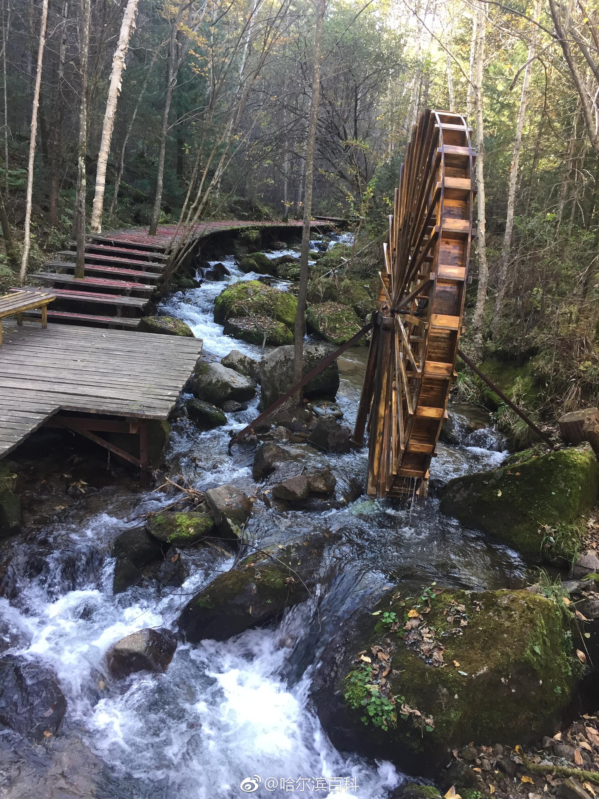 清河原始森林风景区图片