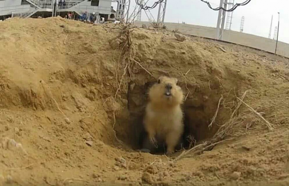 土拨鼠打洞打到了火箭发射基地,一露头:我擦,这是哪?