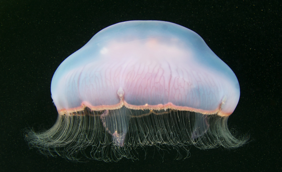 这十种深海生物,你认识一种算我输|水母|软体动物|浮游生物_新浪新闻