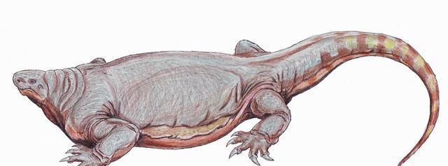 "旱天雷"导致象死人惧, 最后还请军队出面