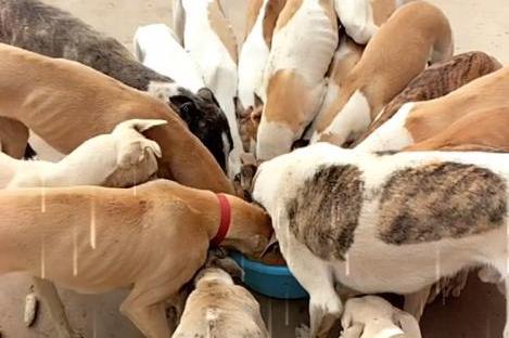 一群狗挤成一团和和气气吃一盆狗粮,唯有一只心急到飞起!笑到抽