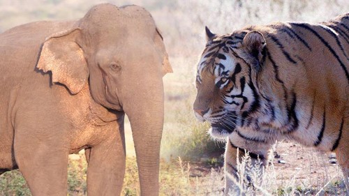 老虎是大象的对手吗?单挑时东北虎能否拿下一头大象