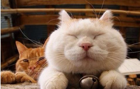 世界上最爱笑的猫,不管做什么事都露出幸福笑脸让铲屎官羡慕