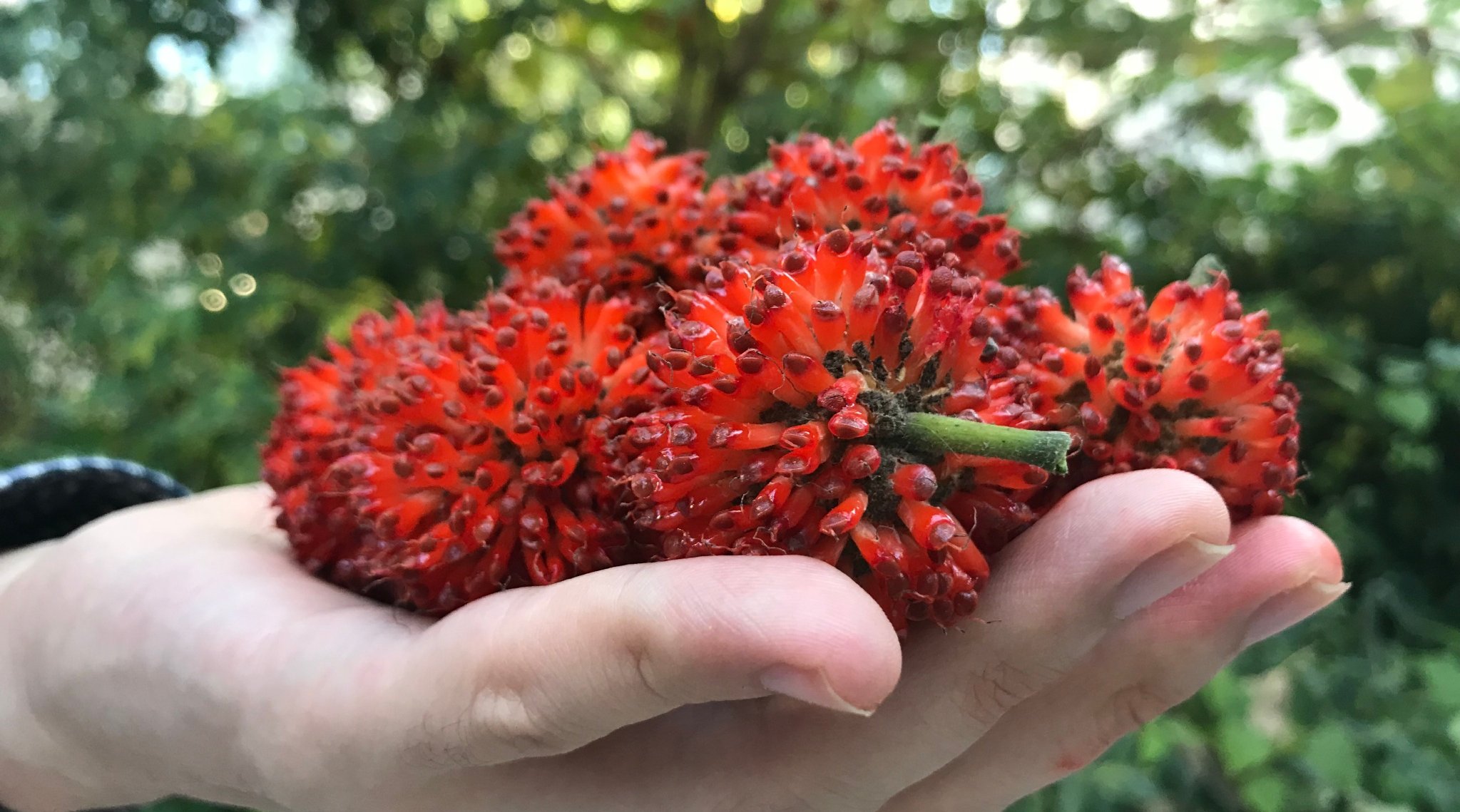 倒放摘红色小野果,像不像给它焊接到树上去的?