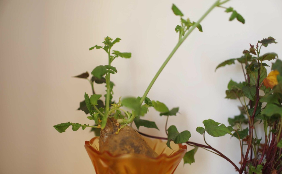 (图片来自东方ic)等待开花(图片来自东方ic)小花很美丽(图片来自东方