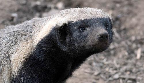 平头哥的三大爱好打架打架还是打架