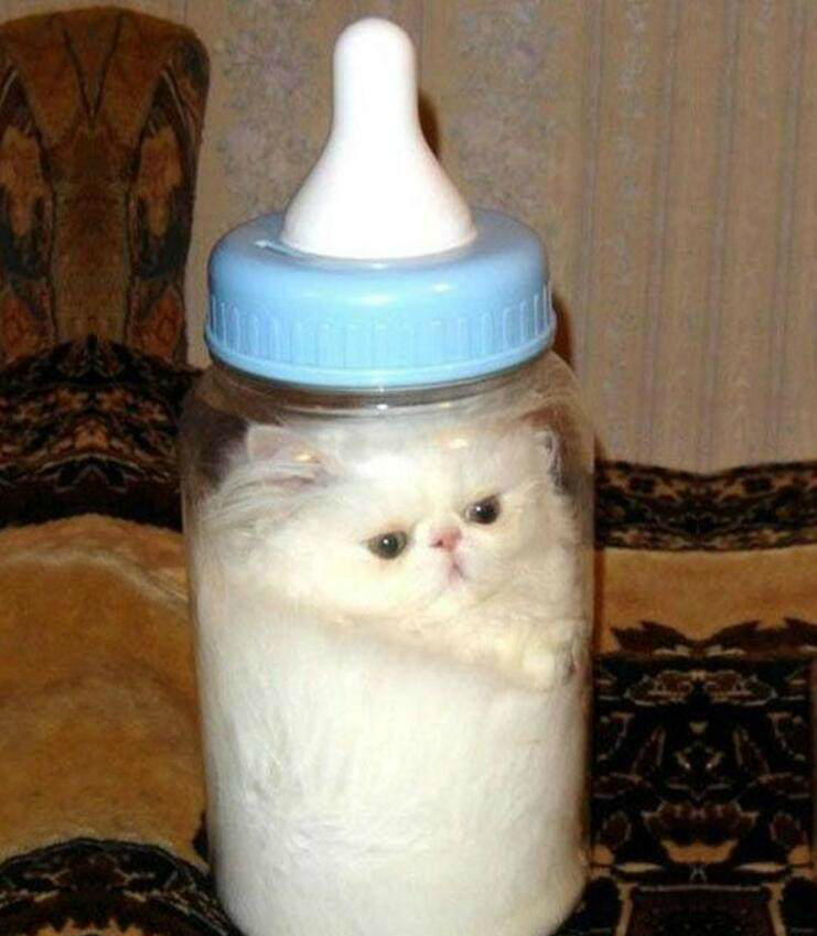 6张超逗的猫咪囧图,就想弱弱的问一句,猫咪们是怎样钻进去的