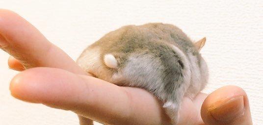 鼠宝断电在主人手上,仔细一看它屁屁,配上圆滚滚尾巴网友全融化