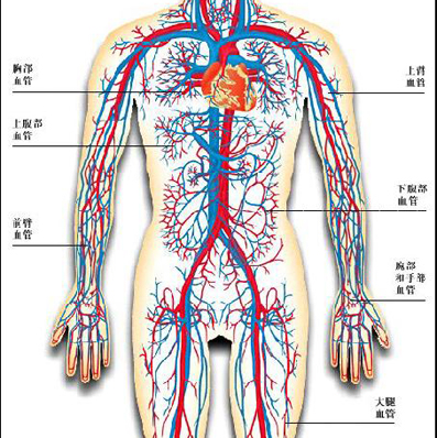 这是因为人体里,有两个管理水的脏器,肾脏和脾脏.