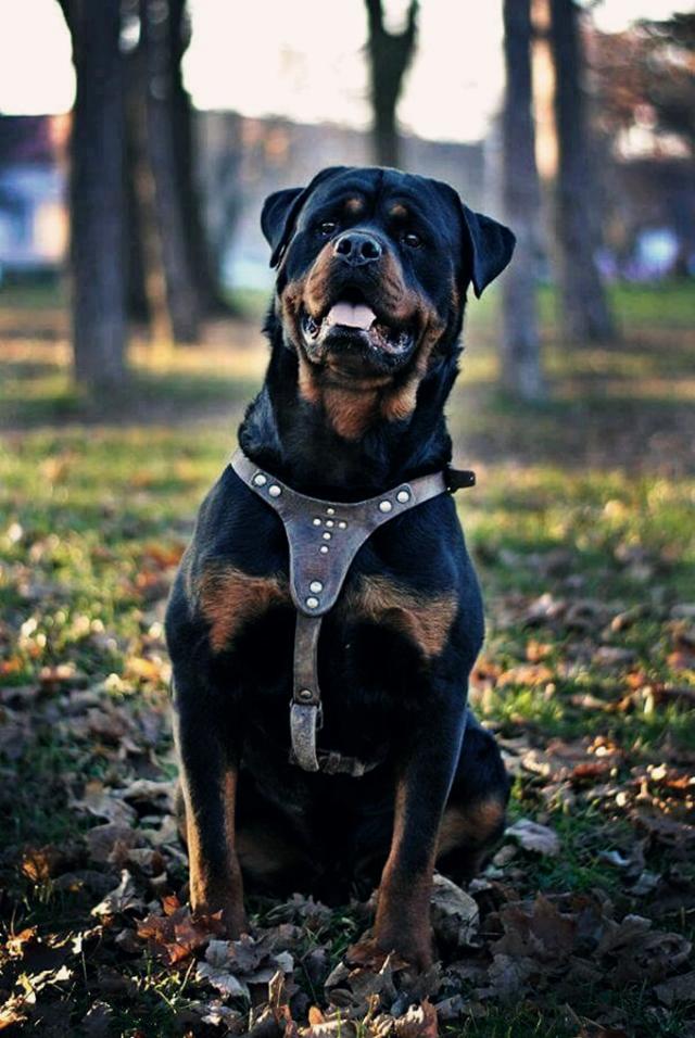 在警犬界广受好评,兼具很多重要的工作,诸如搜救犬,警备犬和防暴犬