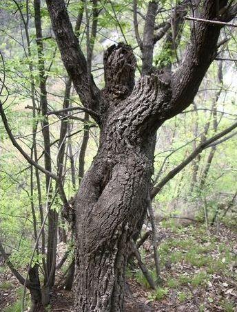 泰国这棵"女人树",结的果子呈"女人状",当地人把它晒干辟邪