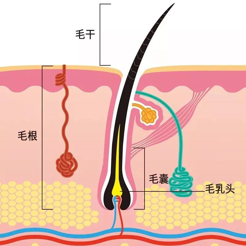 头发从下向上可分为毛乳头,毛囊,毛根和毛干四个部分.