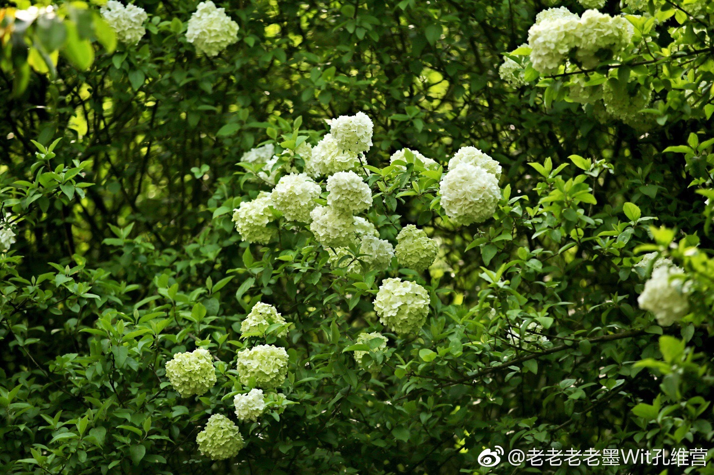 绣球树上的绣球花,附带一张残樱._新浪看点