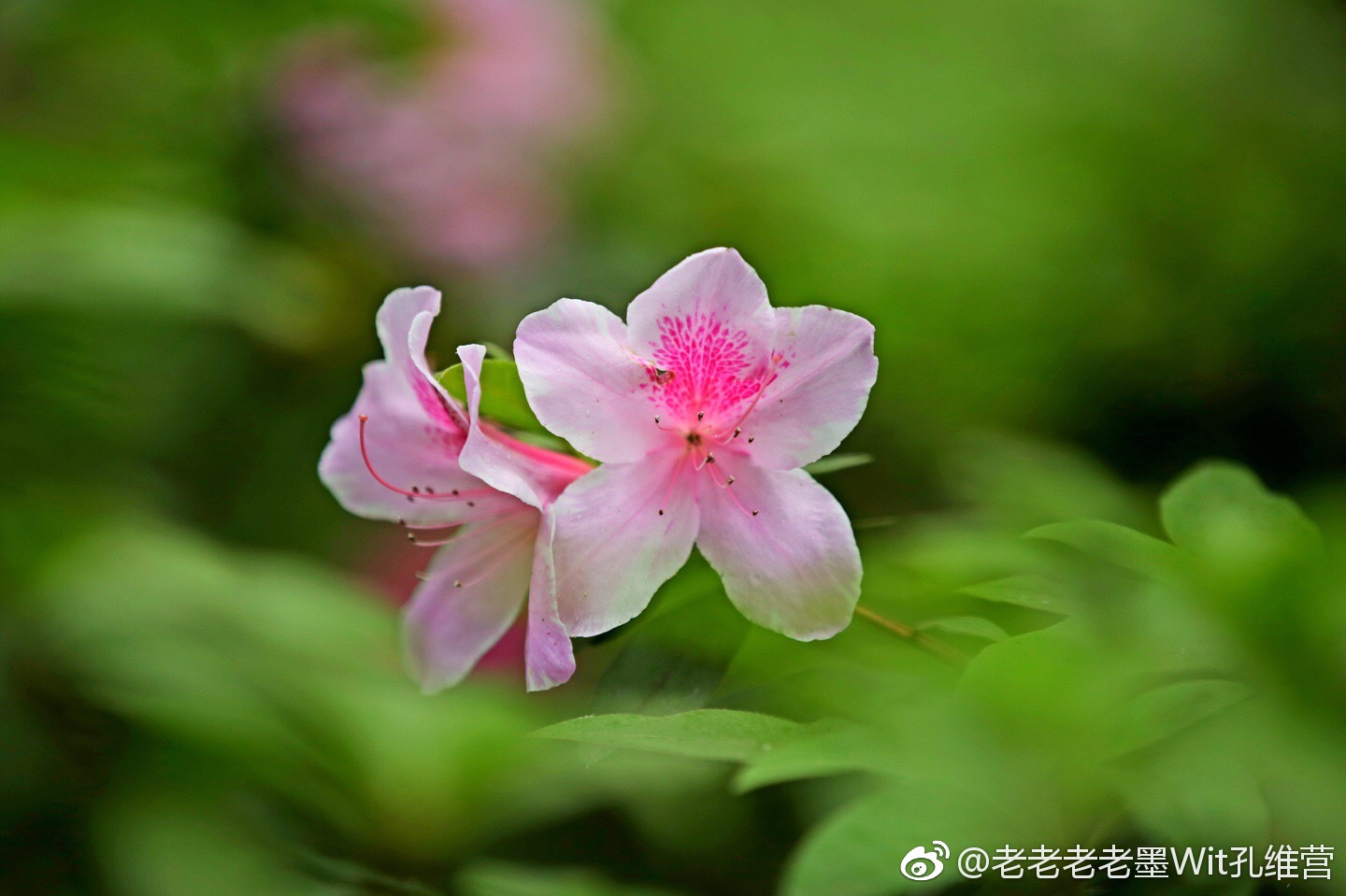 杜鹃花大头照了解一下.