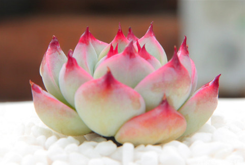 吉娃莲的日常养护,值得入手的美丽多肉!