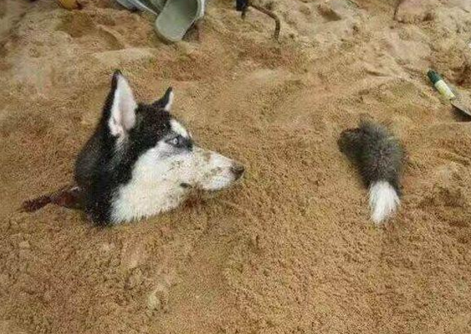 正文       不过也是奇怪,这二哈竟然也没有反抗,乖乖的让主人"活埋了