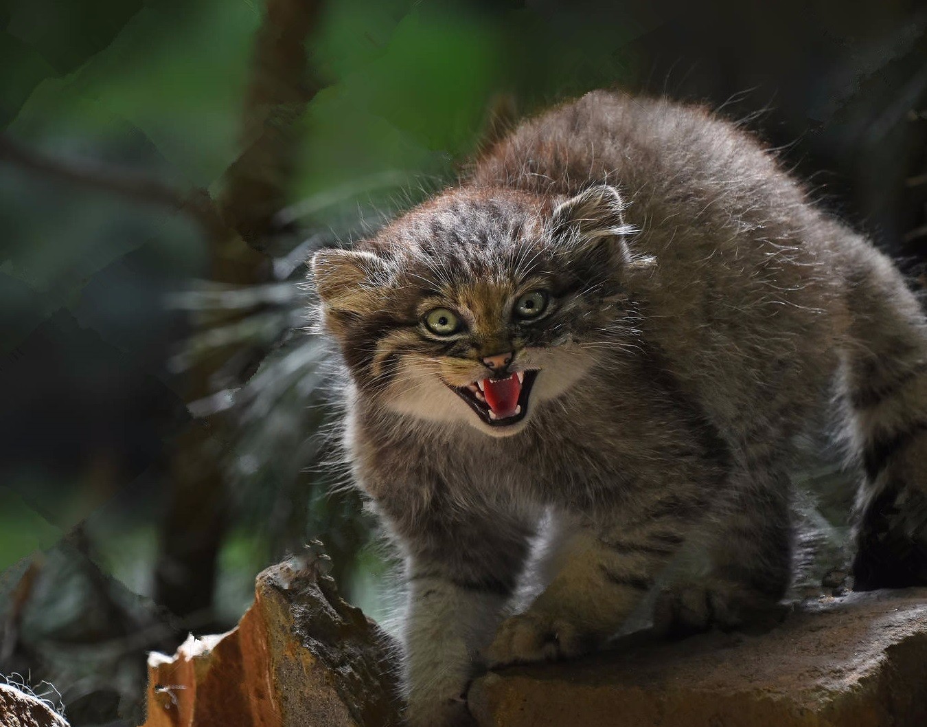 生活在高原上,人类花几千年也没法驯服,堪称世界最凶猛的猫咪