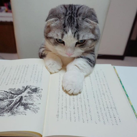 小短腿猫鲤太郎_新浪看点