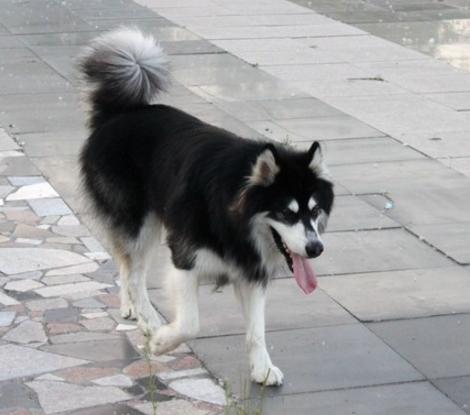 天成带阿拉斯加去河边玩耍,因担心狗狗打骂了它,却被它咬伤