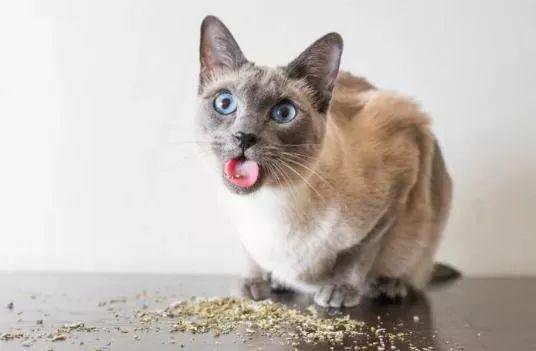 猫薄荷了解一下?小猫奇葩表情一箩筐,萌哭