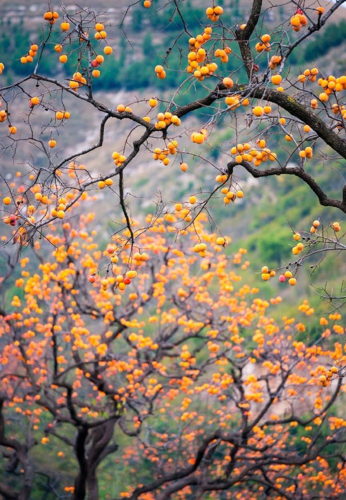 白露团甘子,清晨散马蹄|秋实|幽径|硕果_新浪新闻