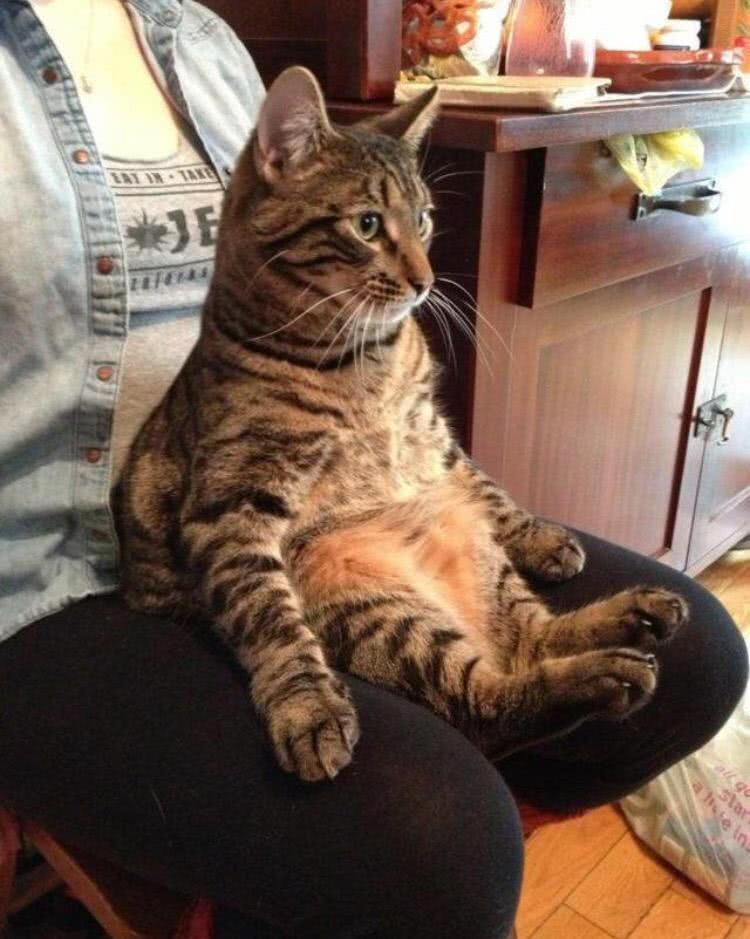 你见过猫咪趴着,躺着,但你见过它们瘫坐着的样子吗?