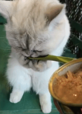 主人用勺子喂猫咪吃饭,没想到它双爪捧着饭勺舔,要成精的节奏!