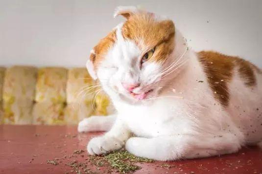 猫薄荷了解一下?小猫奇葩表情一箩筐,萌哭