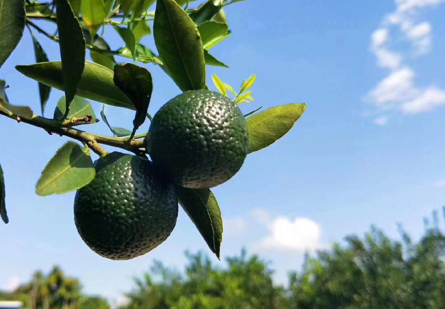 权威解析小青柑普洱茶到底会不会越陈越香