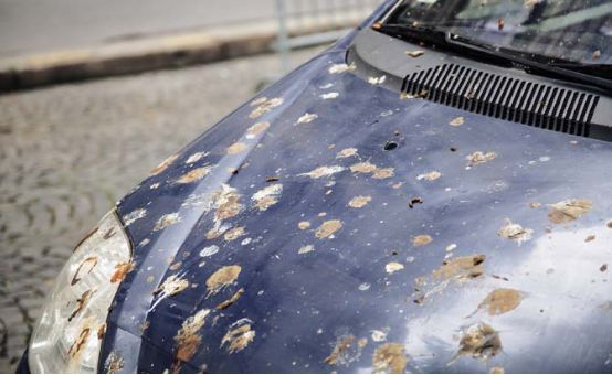 头号杀手——鸟粪