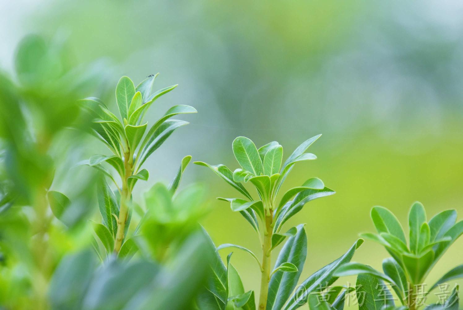 遇见龟甲冬青的美丽
