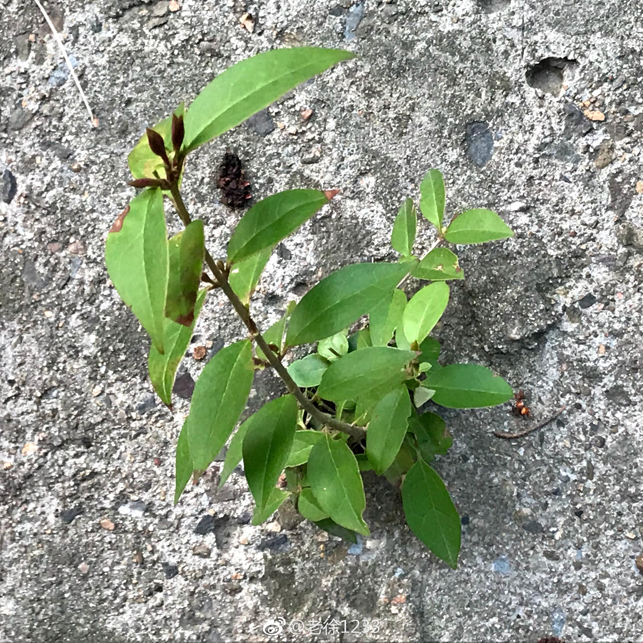 石头缝里蹦出来的小草也有春天3月22日下午拍于淮安市博物馆院内